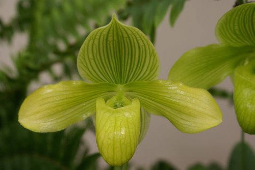 nature  flora  leaf