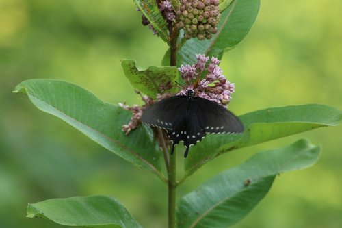 nature  leaf  flora