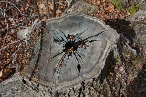 nature  outdoors  wood