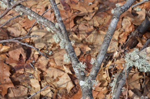 nature  tree  wood