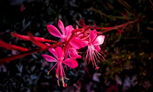 nature  flower  flora