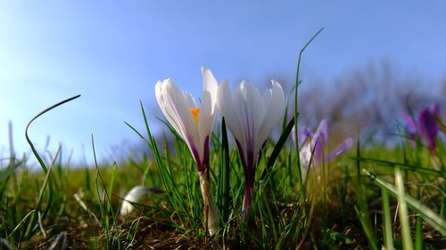 nature  lawn  flower