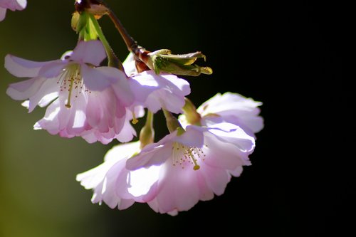 nature  spring  cherry