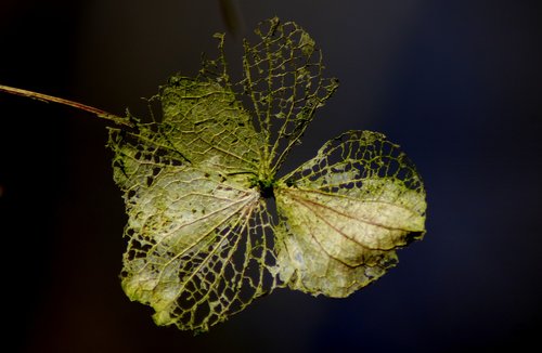 nature  background  leaf