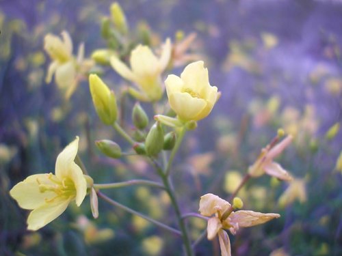 nature  plant  yellow
