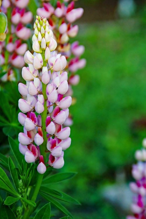 nature  plant  summer