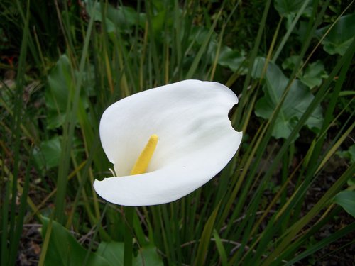 nature  flower  lawn