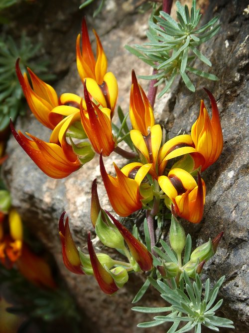 nature  plant  flower