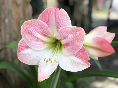 nature  flower  plant