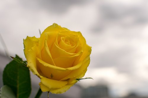 nature  flower  rose