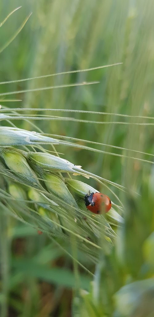 nature  field  agriculture