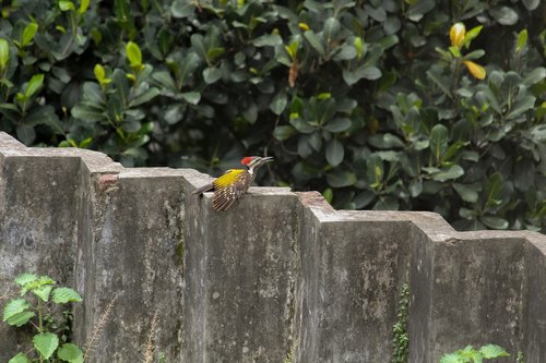 nature  outdoors  bird