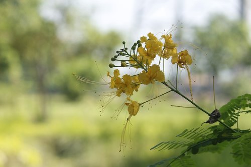 nature  flora  flower