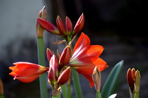 nature  flower  flora