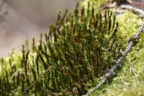 nature  plant  close up