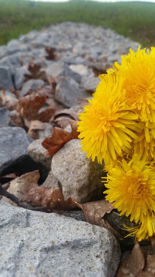 nature  flora  flower