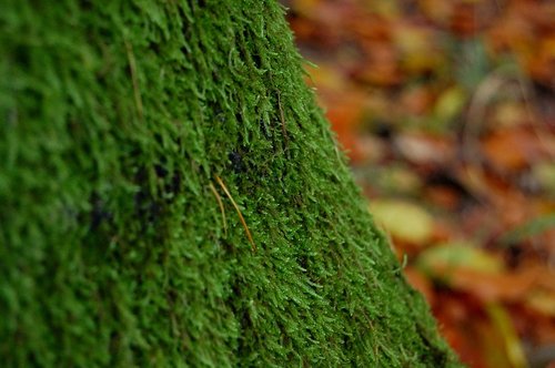 nature  background  leaf