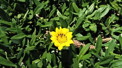 nature  flora  flower