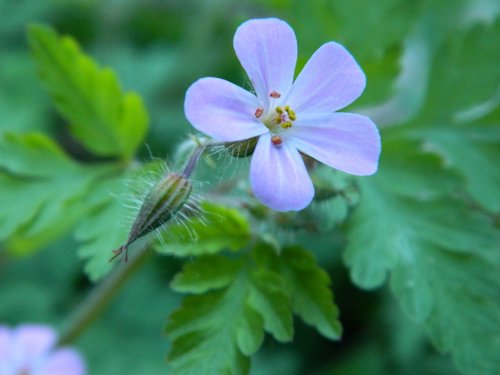 nature  flora  flower