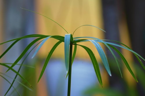 nature  plant  leaf