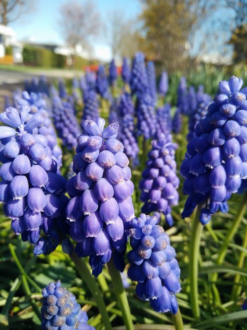 nature  flower  plant