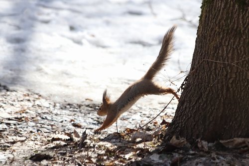 nature  outdoors  snow