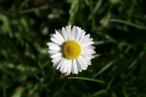 nature  plant  flower