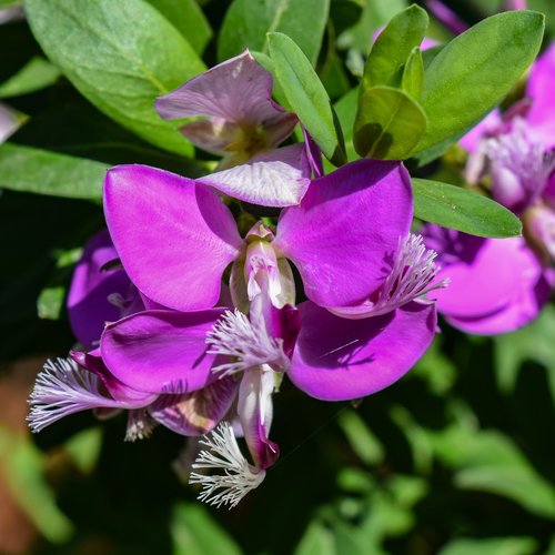 nature  flower  flora