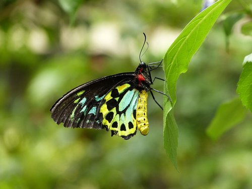 nature  insect  butterfly