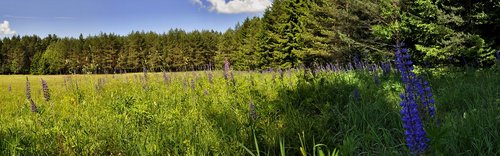 nature  panoramic  summer