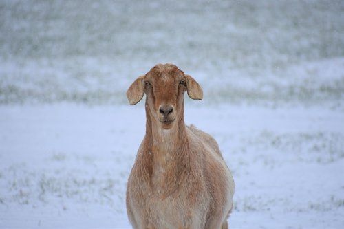 nature  animal  mammal