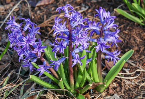 nature  flora  flower