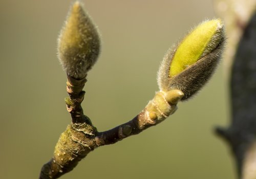 nature  tree  plant