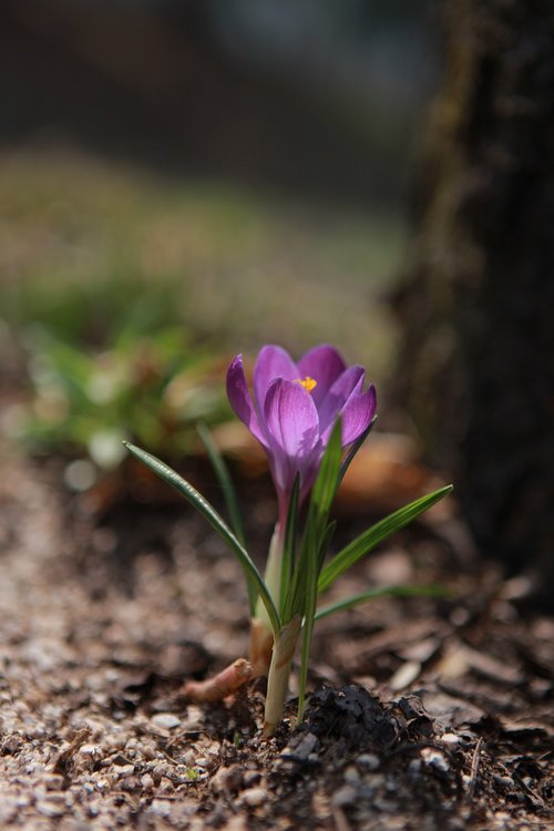 nature  flowers  plants