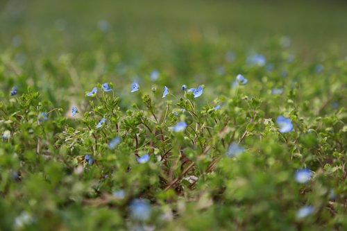 nature  plants  flowers