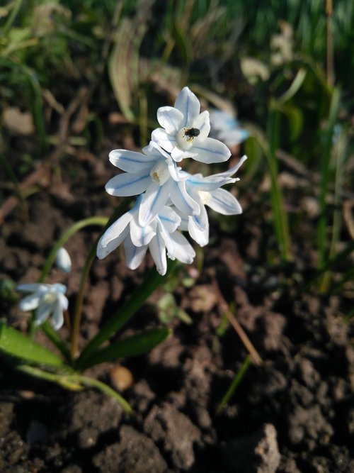 nature  plant  flower