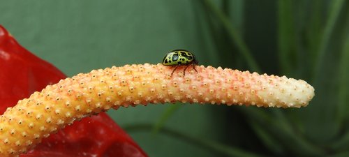 nature  life  ladybug