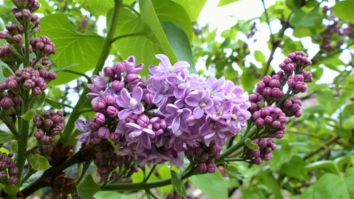 nature  plant  flower