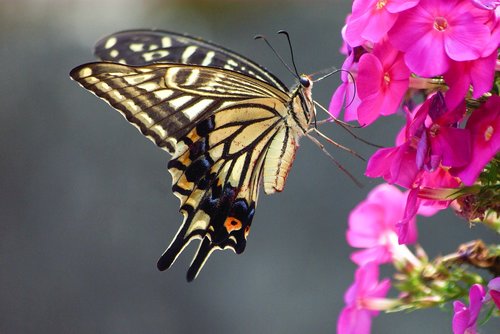nature  insects  swallowtail