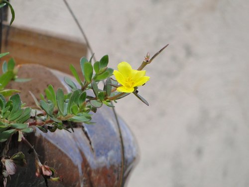 nature  plant  flower
