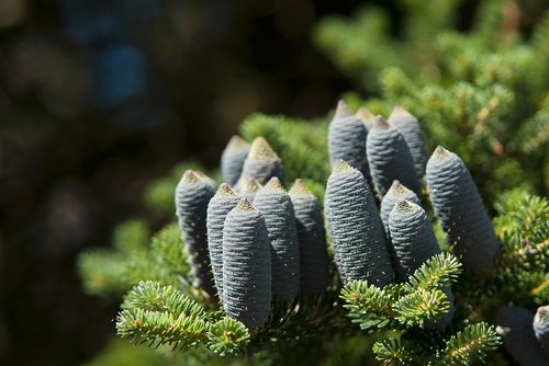 nature  tree  wood