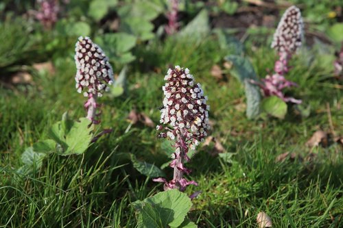 nature  plant  butterbur