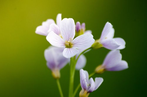 nature  flower  plant