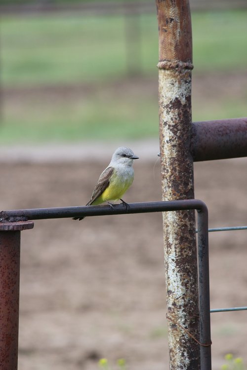 nature  bird  outdoors