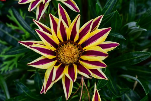 nature  plant  flower