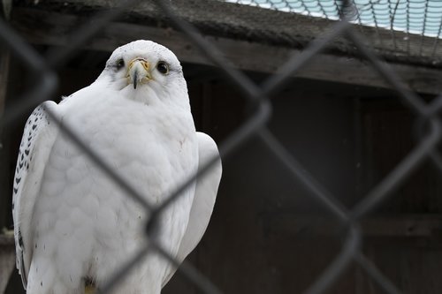 nature  bird  living nature