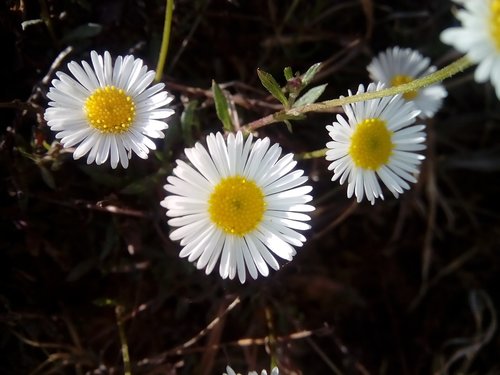 nature  flora  flower