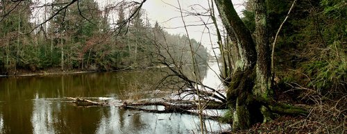 nature  tree  monolithic part of the waters