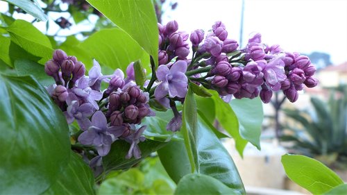 nature  flower  plant