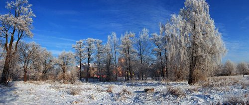 nature  winter  tree